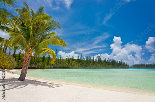 Palm tree on a tropical beach, Isle of Pines, New Caledonia