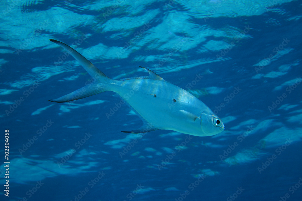Fototapeta premium Small spotted dart fish (Trachinotus baillonii) 