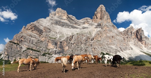 Cows and horses under Monte Pelmo in Italian Dolomities © Daniel Prudek