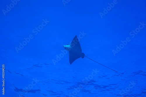 Spotted eagle ray (Aetobatus narinari) 