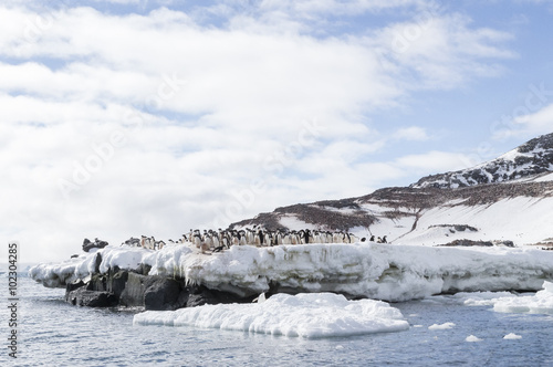 Adélie penguins, Antarctica.
