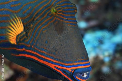 Orange-striped triggerfish (Balistapus undulatus) photo
