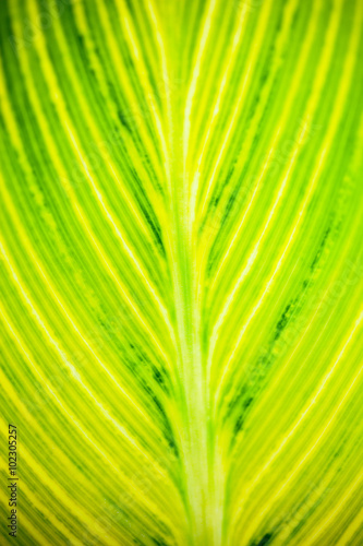 Close up of the striped yellow-light-green leaf
