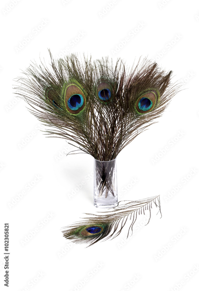 Obraz premium Peacock feathers on white background