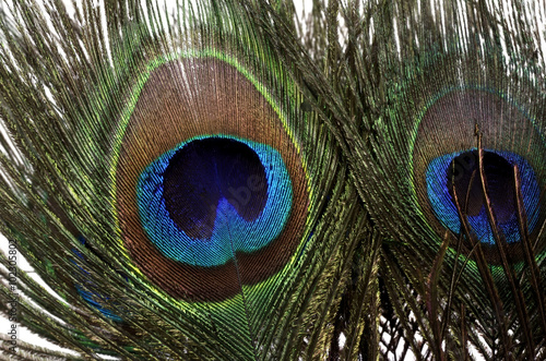 Photos Peacock feathers on white background