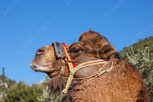 Portrait fighting camel