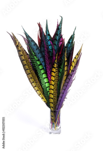 Pheasant feathers on white background