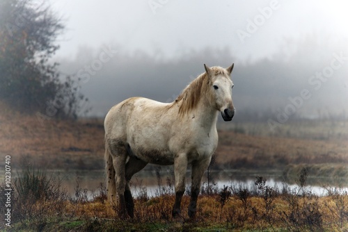 Cavallo  Camargue