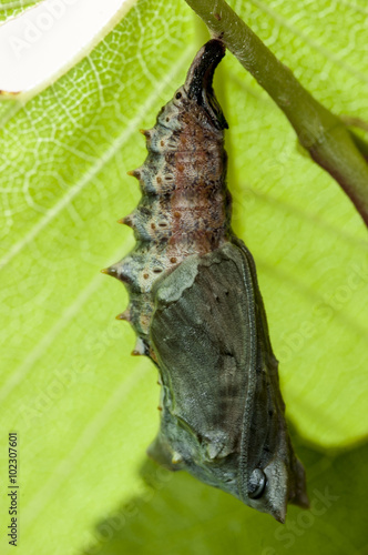 capullo de mariposa olmera Nymphalis polychloros photo