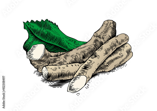 Roots of horseradish