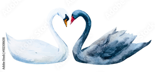 Watercolor hand drawn swans