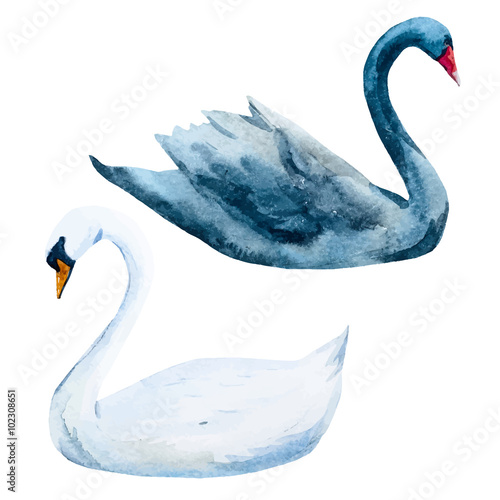 Watercolor hand drawn swans