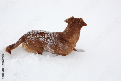 Dog dachshund in the deep snow © Vitalfoto