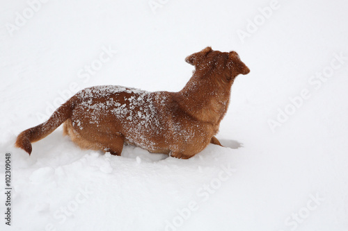 Dog dachshund in the deep snow