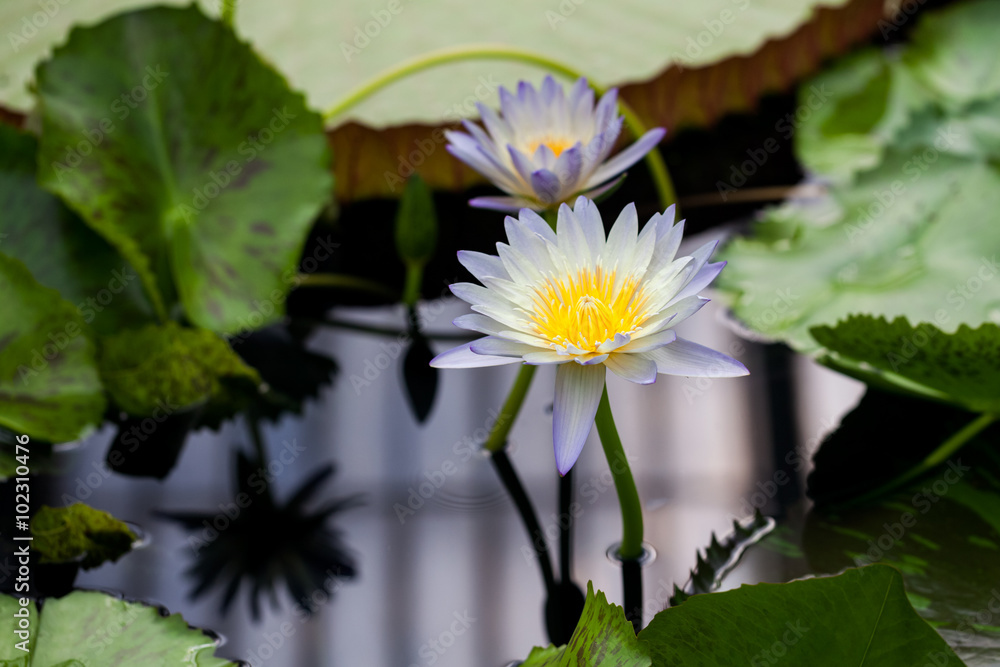 Nymphaea Rhonda Kay, Waterlily House, Royal KEW Gardens, London Nymphaea Rhonda Kay, Waterlily House, Royal KEW Gardens, London