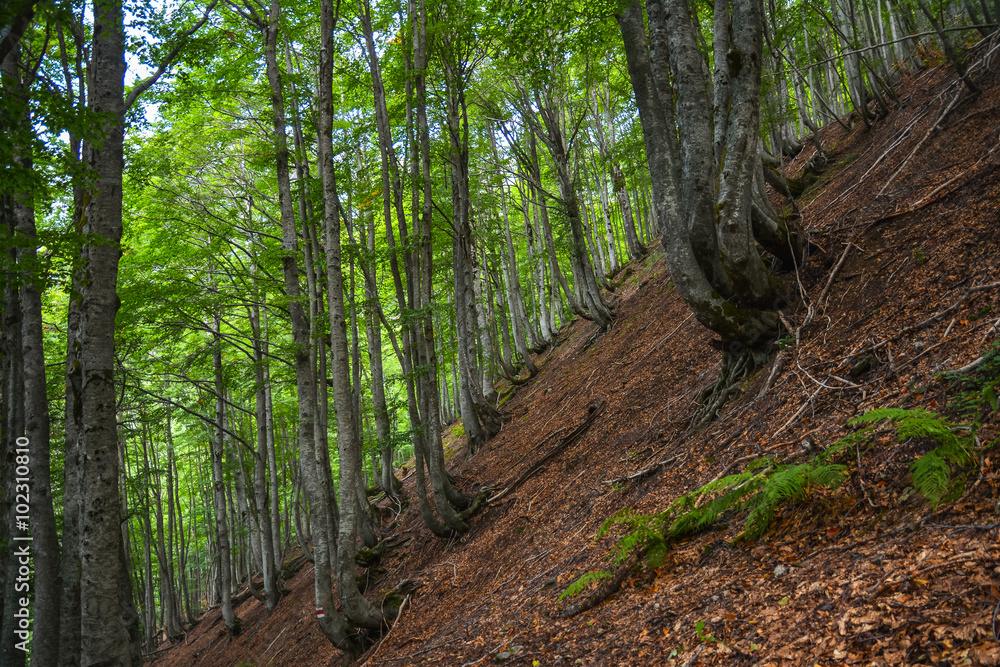 Picturesque forest on a steep mountain slope Picturesque forest on a steep mountain slope