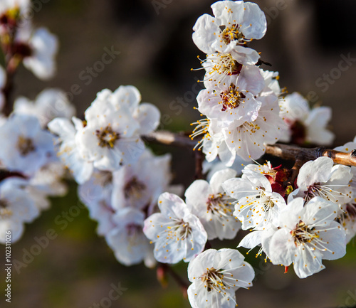 White flowers of the cherry tree