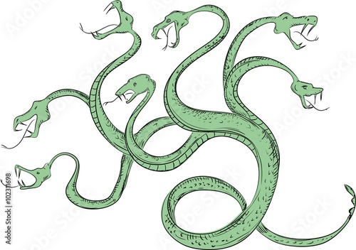 Hydra