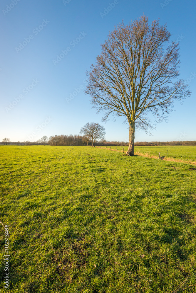 Tree with bare branches in a rural landscape Tree with bare branches in a rural landscape