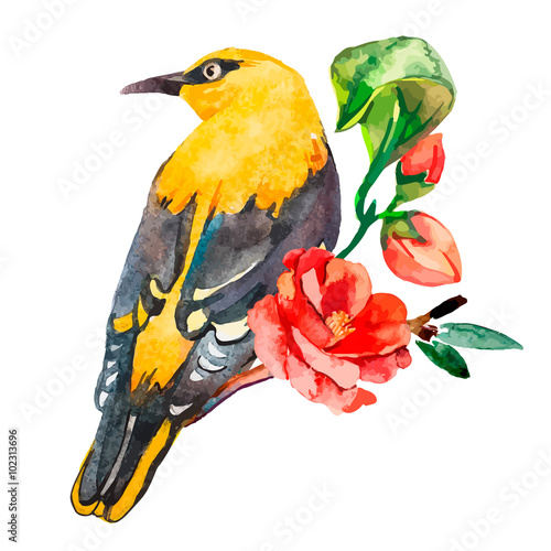 Oriole isolated on white background. With exotic bird. Watercolor.