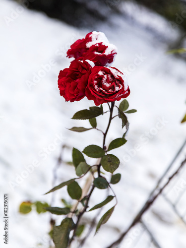 Rose blüht im Winter