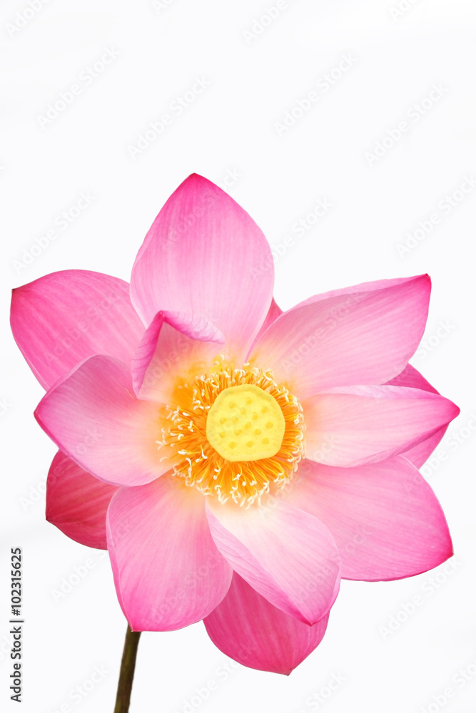 lotus flower isolated on white background. lotus flower isolated on white background.