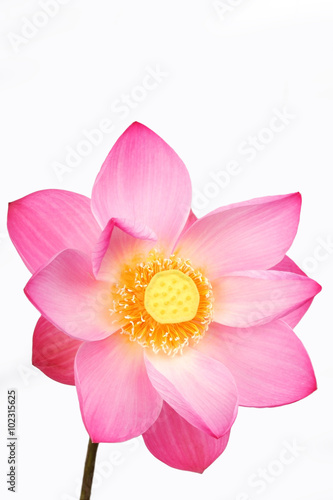 lotus flower isolated on white background.