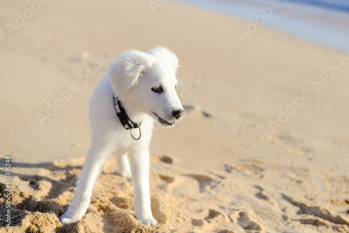 Dog on the beach background © aquar