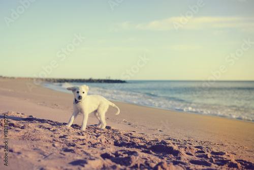 Dog on the beach background