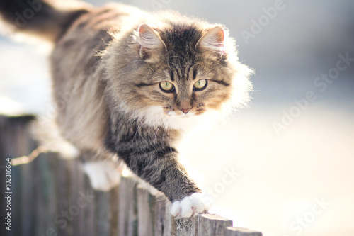 Fotografie discouraged young cat going on a fence in winter
