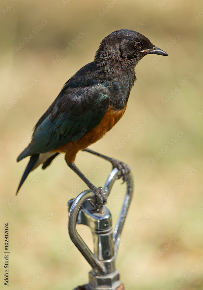 African starling sitting on water pipe with clean backgroung, Kenya, Africa African starling sitting on water pipe with clean backgroung, Kenya, Africa