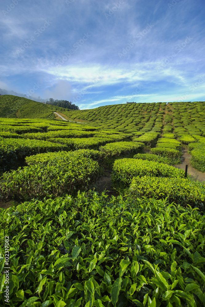 Fresh green tea plantation view near the mountain with beautiful Fresh green tea plantation view near the mountain with beautiful