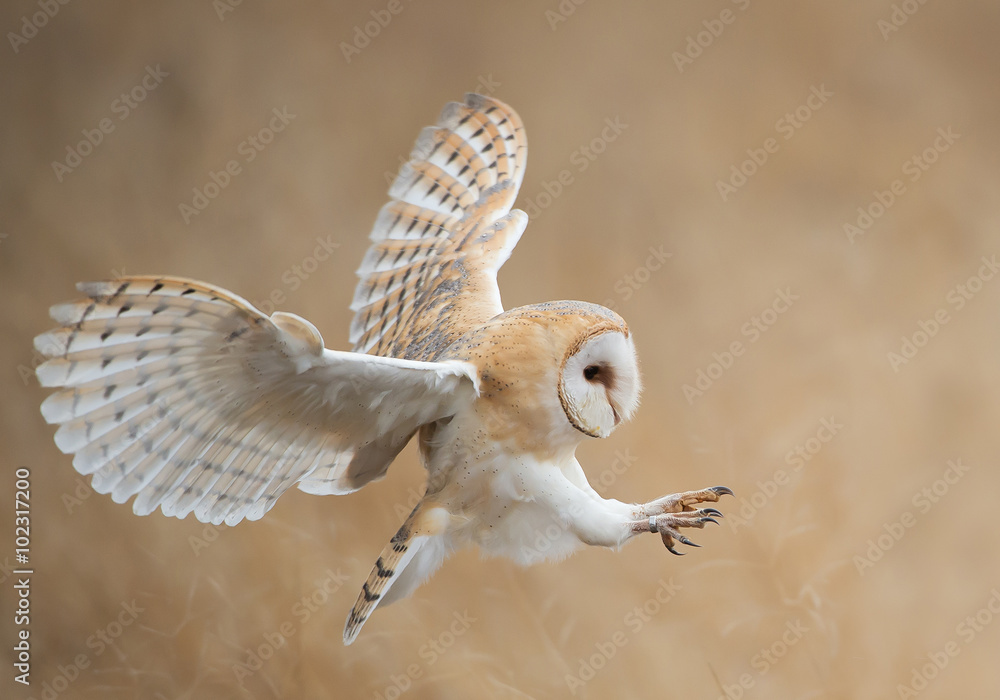 Barn owl in flight before attack, clean background, Czech Republic - obrazy, fototapety, plakaty 