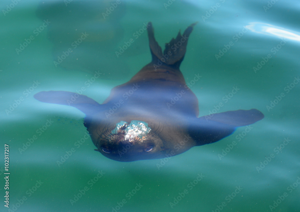 Fototapeta premium Underwater Seal