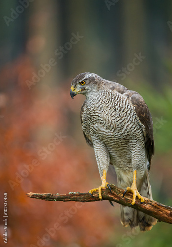 Φωτογραφία Northern goshawk perching, with colorfull forest background, Czech republic