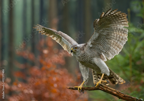Northern goshawk perching, open wings, with colorfull forest background, Czech republic photo