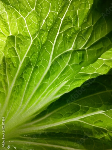 the green lettuce leaf in closeup