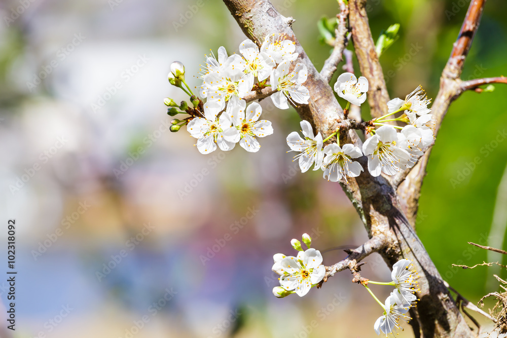 Obraz premium White wild Himalayan Cherry flower