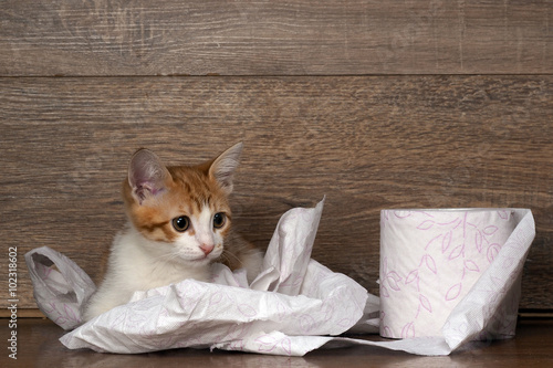 Obraz na plátně Cat and toilet paper