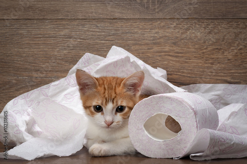 Obraz na plátne Cat and toilet paper
