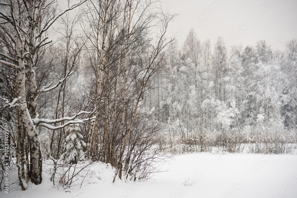 winter forest, blurred background