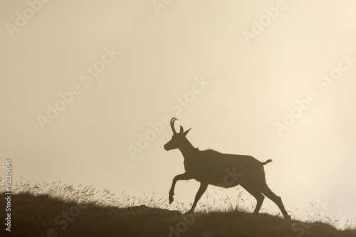 Sillhouette of black goat in the mountains wildlife