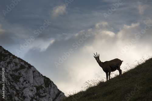 Black goat in the mountains wildlife © danmir12