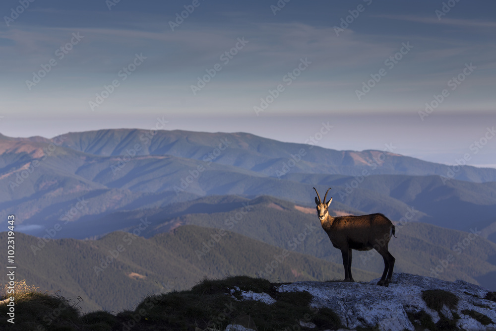 Black goat in the mountains wildlife