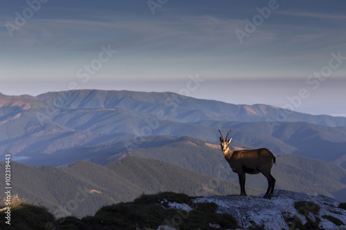 Obraz na płótnie Black goat in the mountains wildlife w salonie