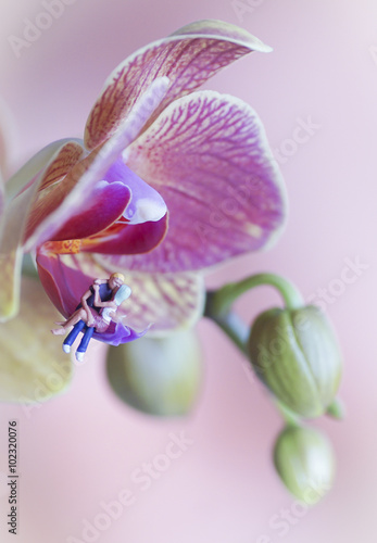 Obraz na płótnie Liebespaar - Miniatur sitzt auf Orchidee w salonie