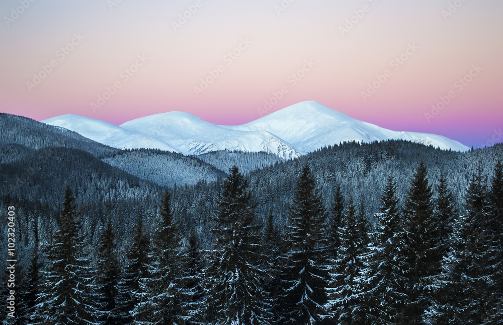 Winter morning scene of three snowy mountain peaks. Dark spruce forest in snow. Dawn. Clear sky. Ukraine. Carpathians