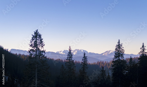 Scenic morning view of the mountain range  and high pine trees in the foreground. Winter. Sky is clear. Ukraine. Carpathians