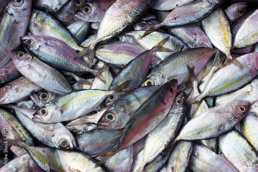 fresh fish in market