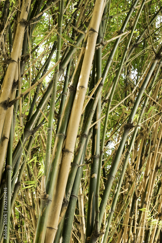 Fototapeta premium bamboo